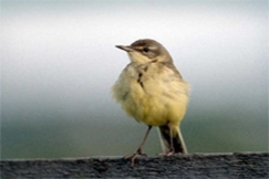 Kuva: Juha Laaksonen 2001, Keltav�st�r�kki