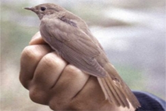 Kuva: Juha Laaksonen 2001, Satakieli