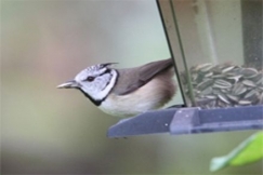 Kuva: Raine Martikainen 2007, T�yht�tiainen