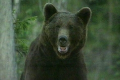 Kuva: Karhu. YLE kuvanauha.