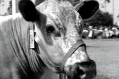 Kuva: Kyytt� on vanhin suomalainen karjarotu. YLE kuvanauha.