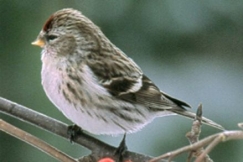 Kuva: Pentti Kallinen 2003, Urpiainen