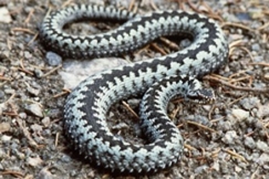 Kuva: Pentti Palmu 1985, Kyy