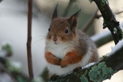 Kuva: Raine Martikainen, Orava