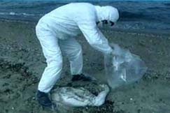 Kuva: Kuolleita joutsenia ker�t��n rannalta. (2006) YLE kuvanauha.