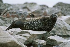 Kuva: Saimaannorppa rantakivill�. WWF/Jouni Koskela.