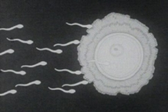 Kuva: Siittit tunkeutuvat munasoluun (1971). YLE kuvanauha.