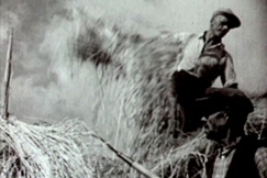 Kuva: Hein�ntekoa (1939). YLE kuvanauha.