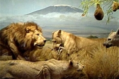 Kuva: El�inmuseon leijonat (1989). YLE kuvanauha