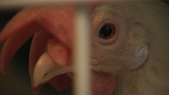 Kuva: Kana h�kiss�. Kuvakaappaus.