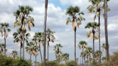 Kuva: Palmut. Kuvaaja: Kirsi V�h�s�yrinki. (2010) Yle kuvapalvelu.