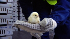 Kuva: Kananpoikanen (2008) Yle kuvanauha.