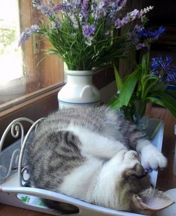 Rentouttavaa juyhannusviikkoa. Kuva: A.Aalto.