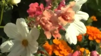 Cottage garden. Kuva: Filmiteollisuus