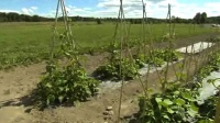Edible garden - syö puutarhaasi. Salko- ja ruusupavut kasvavat hyvin kodassa. Kuva: Filmiteollisuus