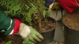 Oikea istutussyvyys on tärkeä. Kuva: Puutarhaunelmia