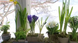 Kevätasetelma ikkunalle sipuli- ja ruukkukasveista. Kuva: Strömsö