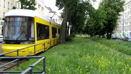 Raitiovaunu heinikossa ja muita vihreitä ihmeitä. Kuva: Noora Shingler