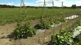 Edible garden - syö puutarhaasi. Salko- ja ruusupavut kasvavat hyvin kodassa. Kuva: Filmiteollisuus