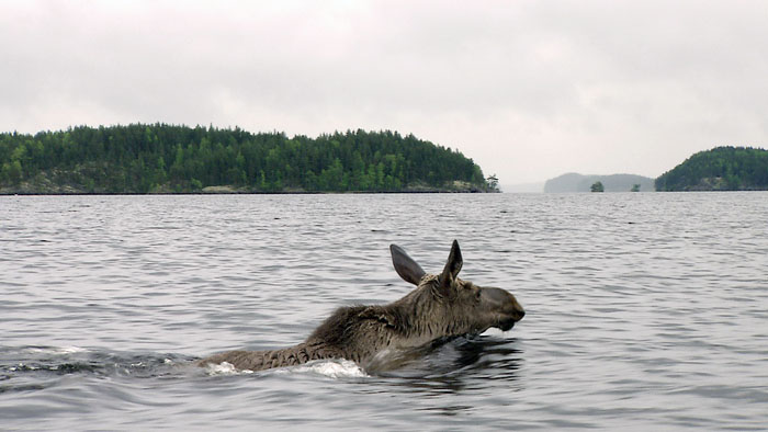 YLE Kuvapalvelu